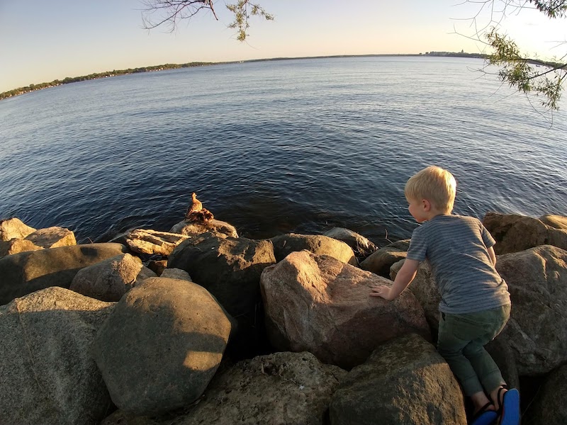 lake ducks