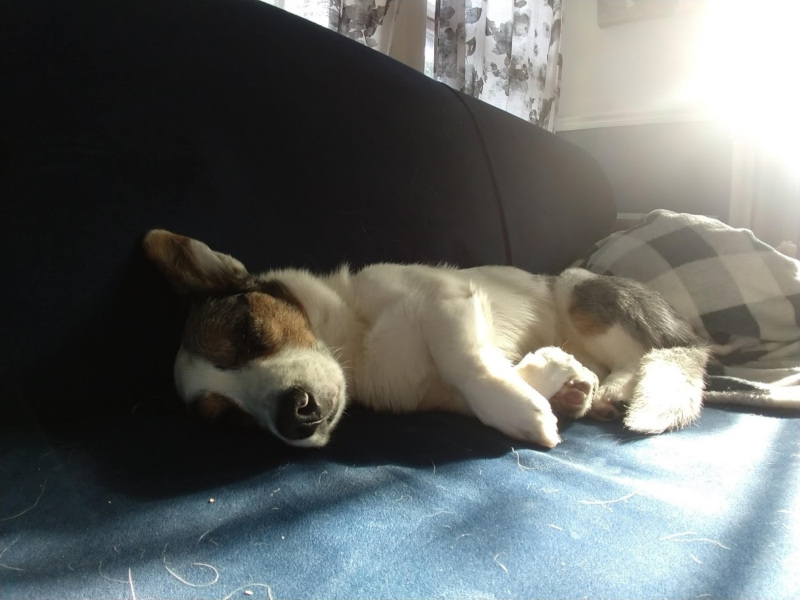 ziggy sleeping