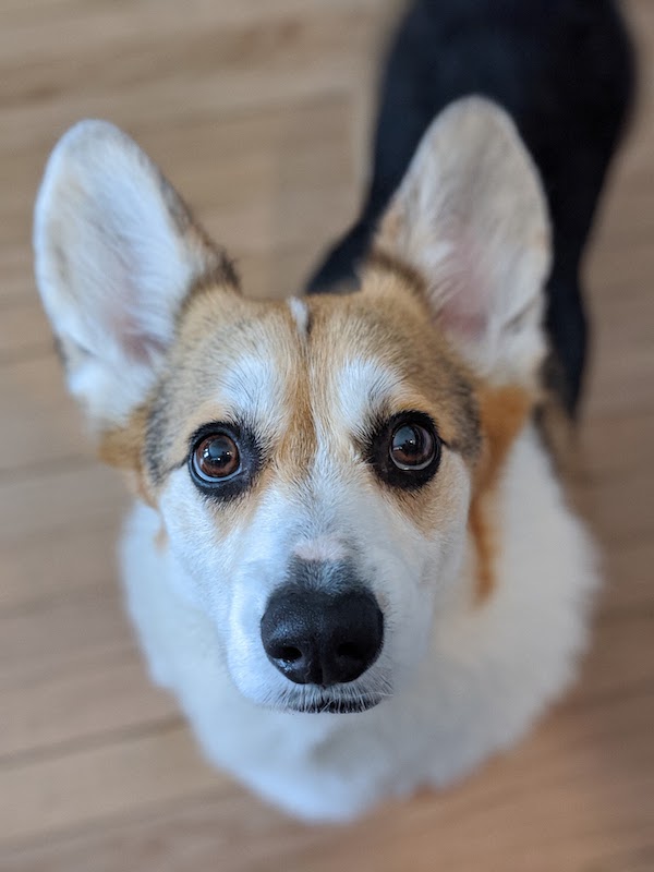 ollie portrait