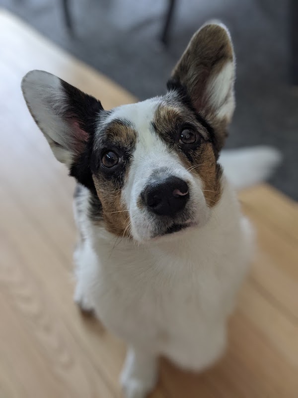ziggy portrait