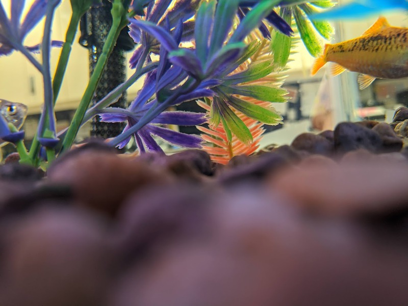 rodney fishtank 1