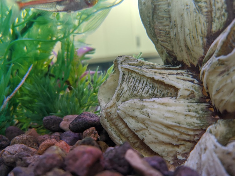 rodney fishtank 2