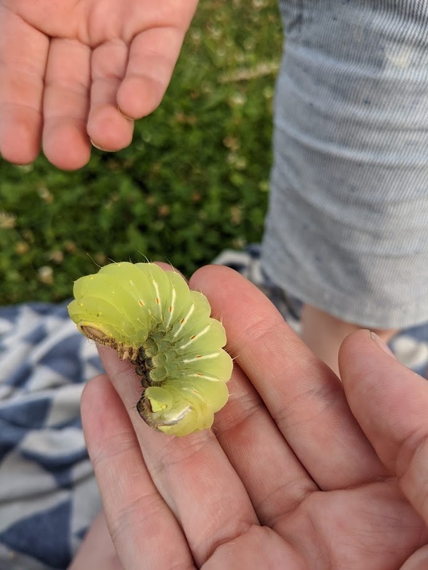 lunar moth caterpillar