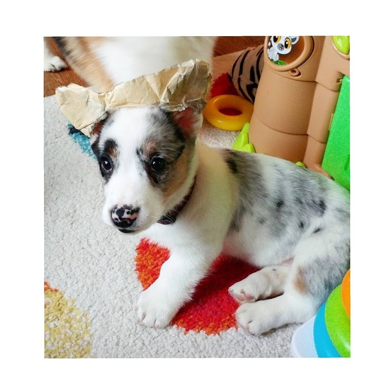 peanut