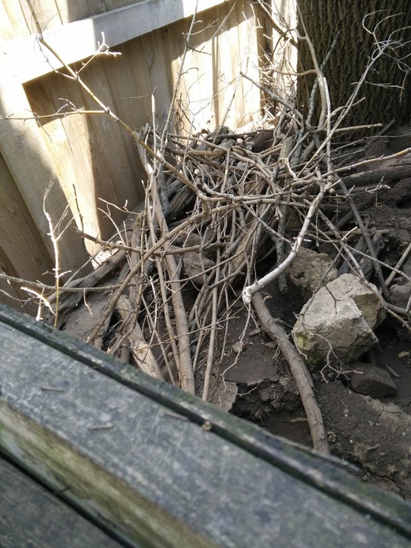 rats before behind shed