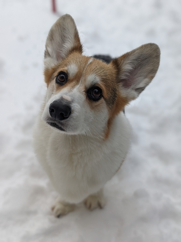 2021 02 01 ollie snow