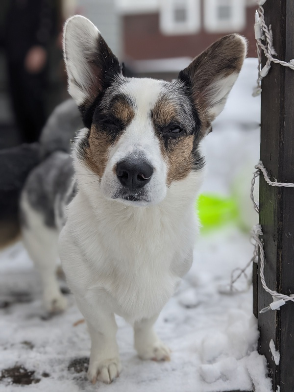 2021 02 01 ziggy snow