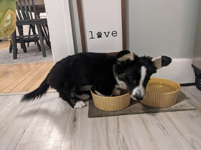 2021 04 22 minnie foodbowl