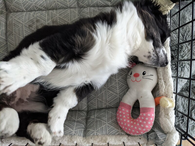 2021 04 26 puppy sleep