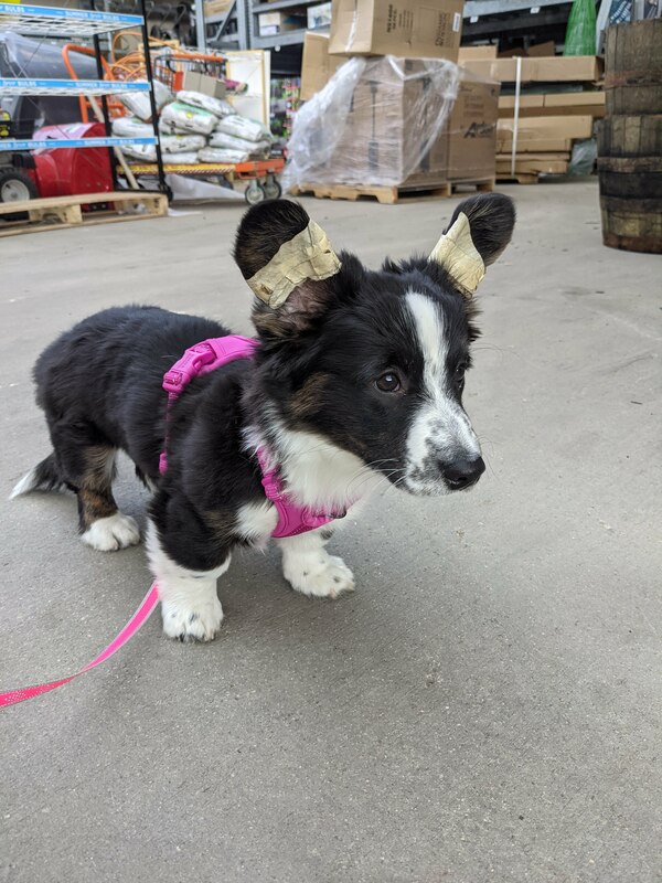 2021 04 27 home depot pup