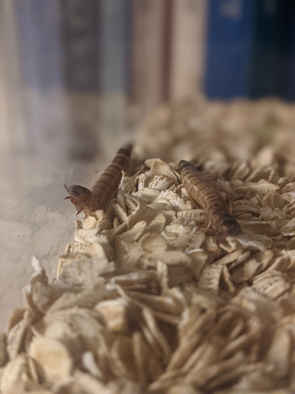 worm-walk