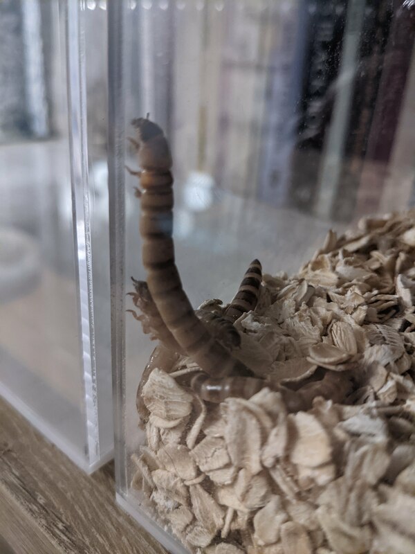 worm