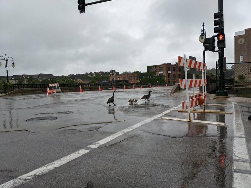 geese