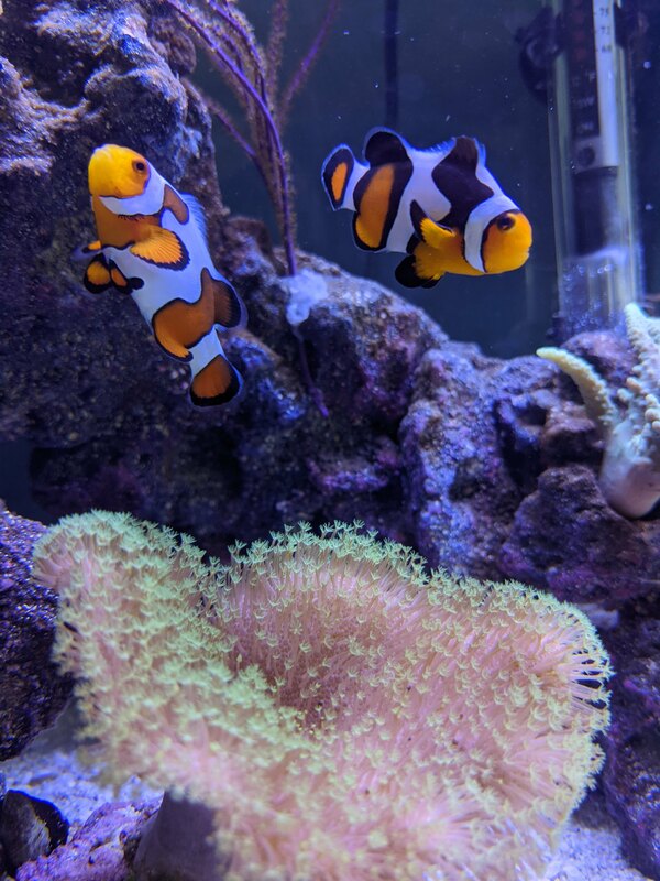 fish