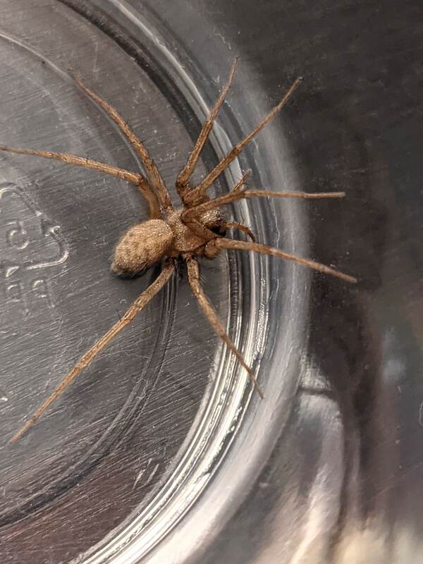 spider