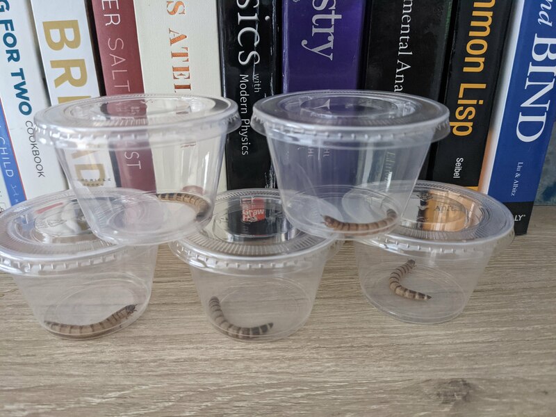 worms