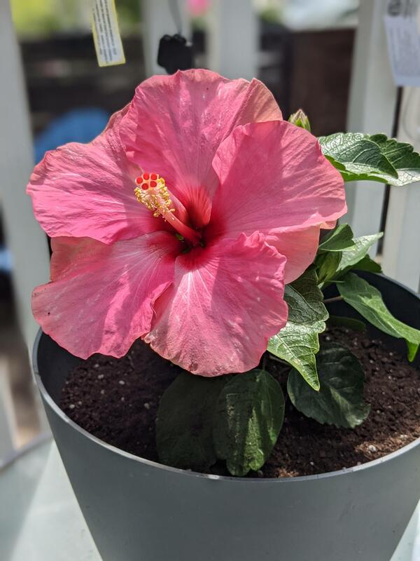 flower-1