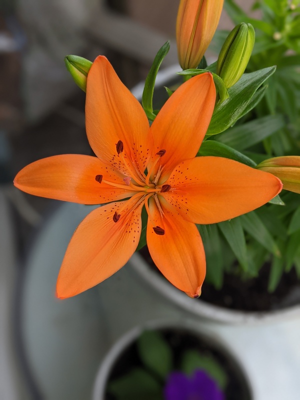 flower-2