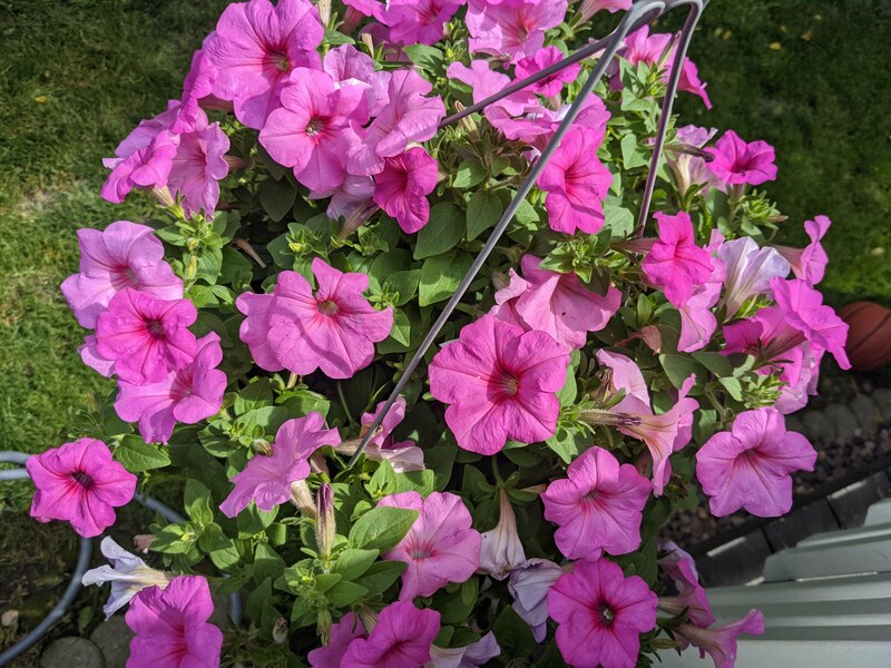 flower-3