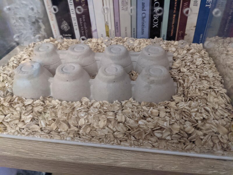 beetles-habitat