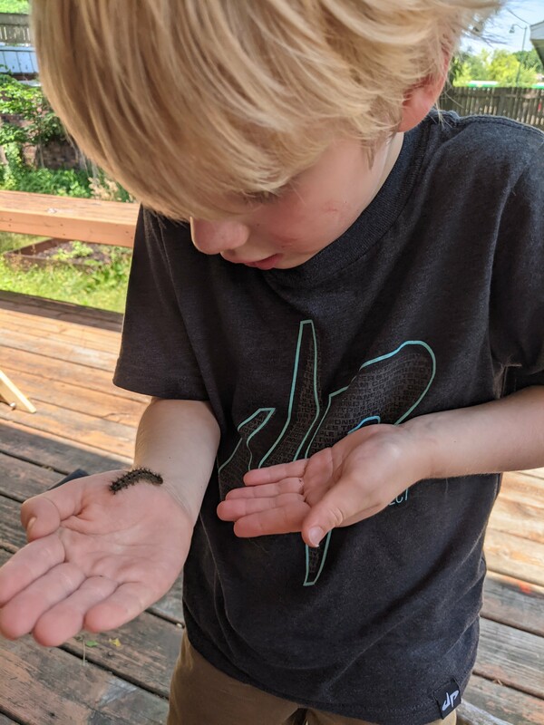 caterpillar