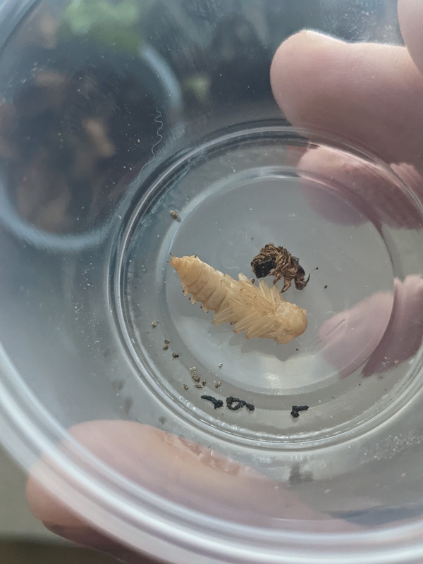 pupa