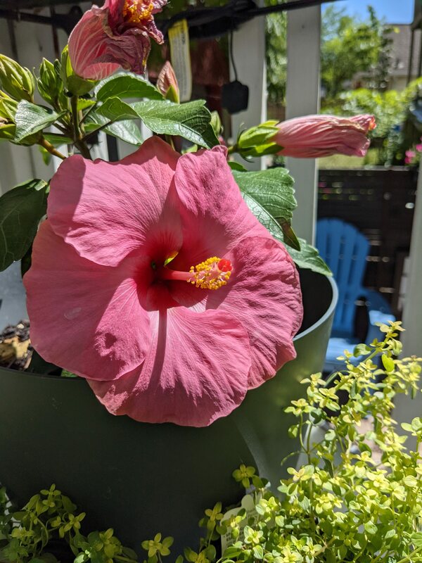 flower
