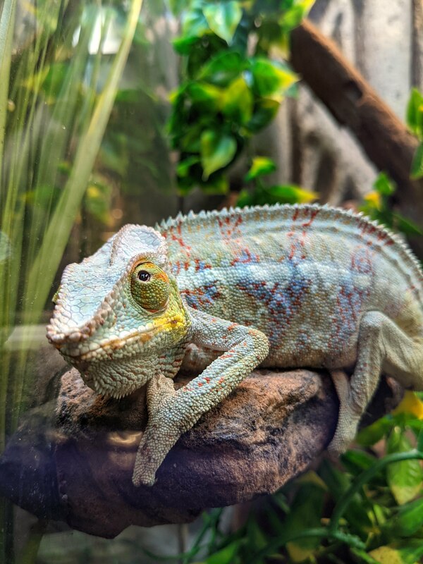 chameleon