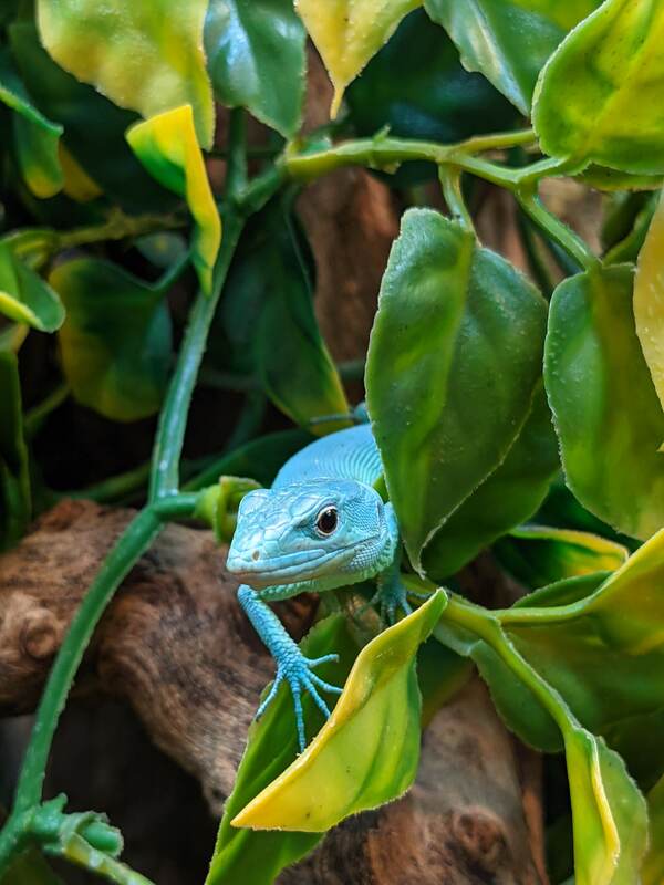 lizard-1