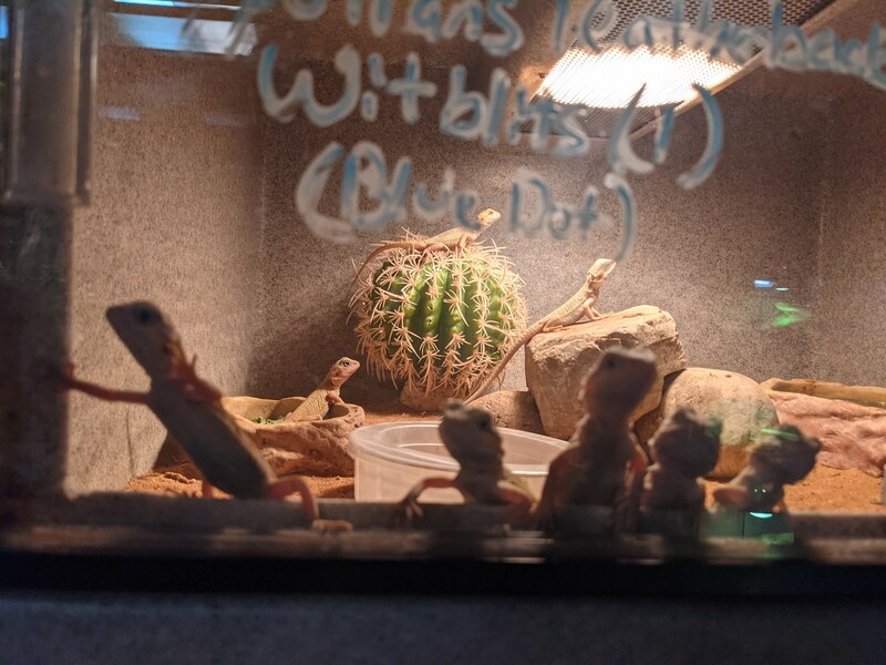 lizards