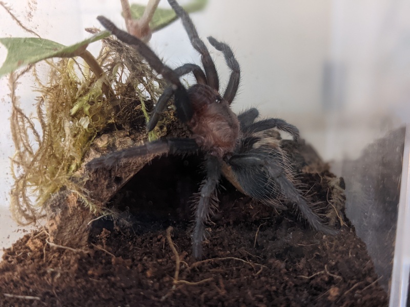 spidey