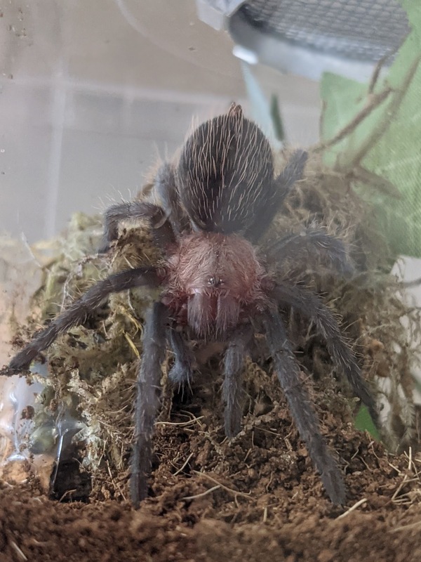 spidey-1