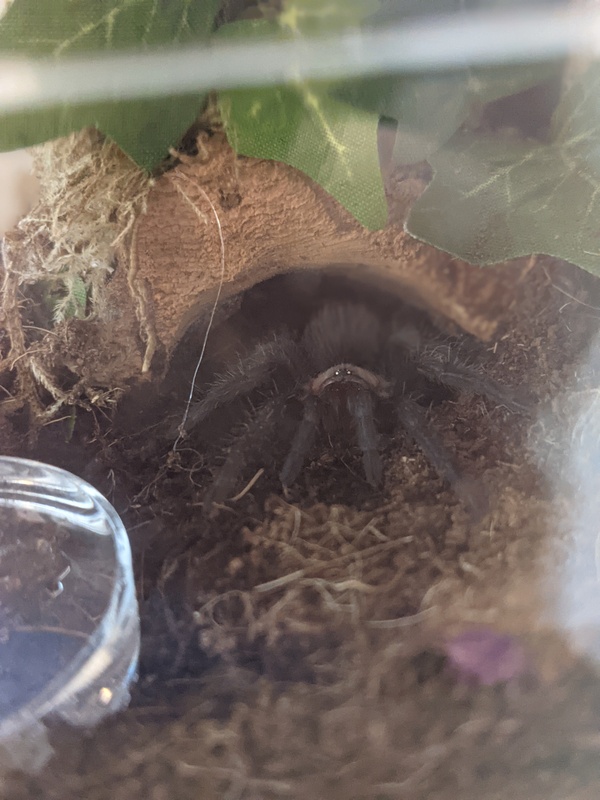 spidey