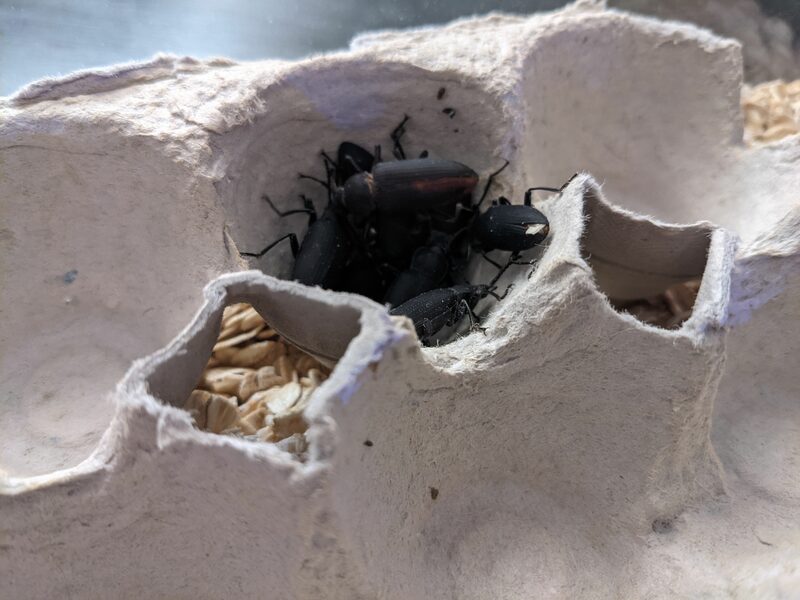 beetles