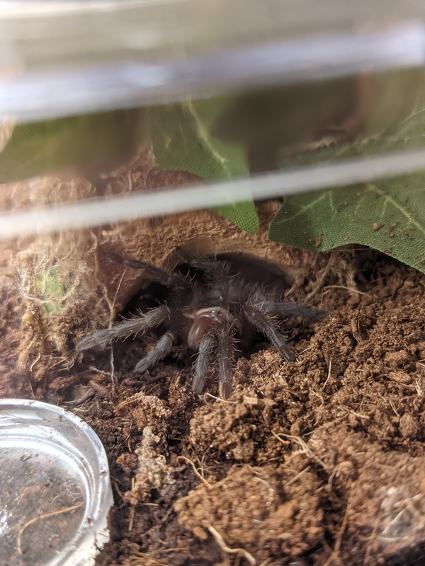 spidey