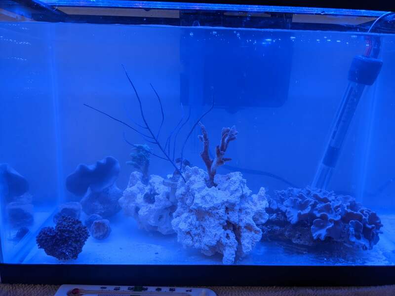 coral