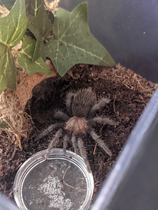 spidey-0