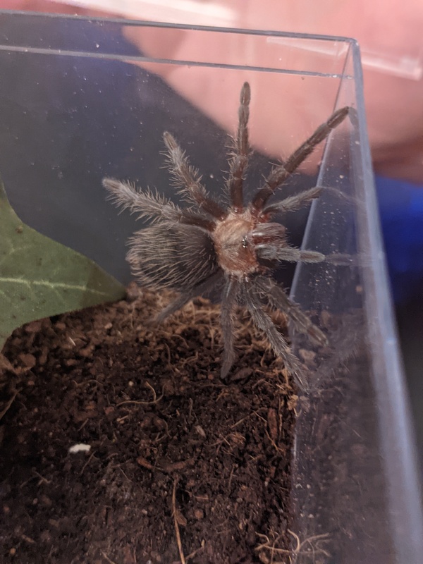 spidey-1
