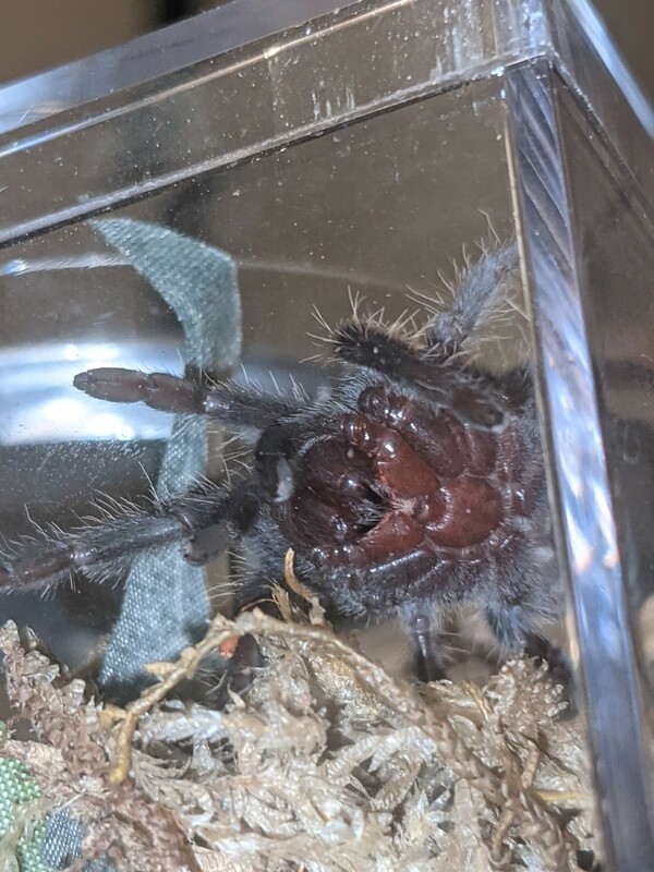 spidey-2