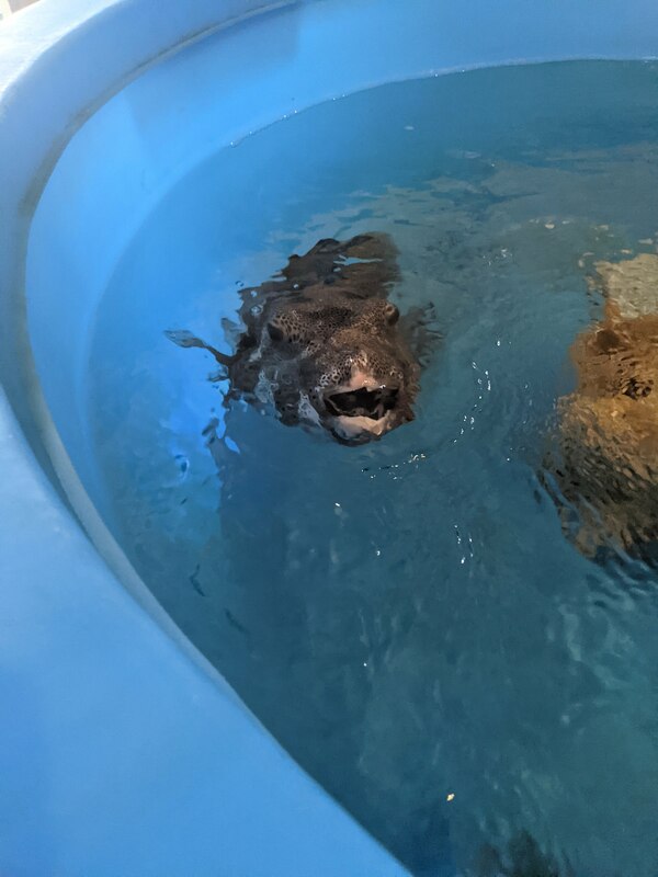 puffer-2