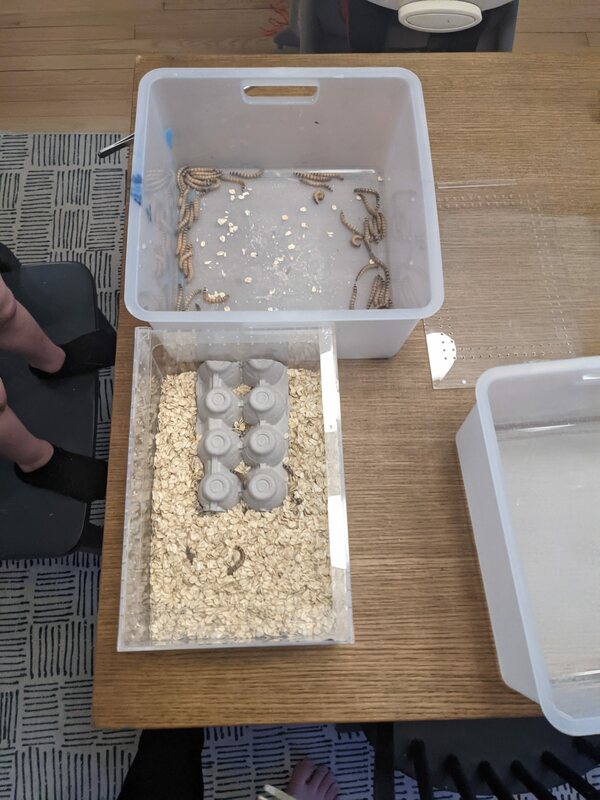 worms