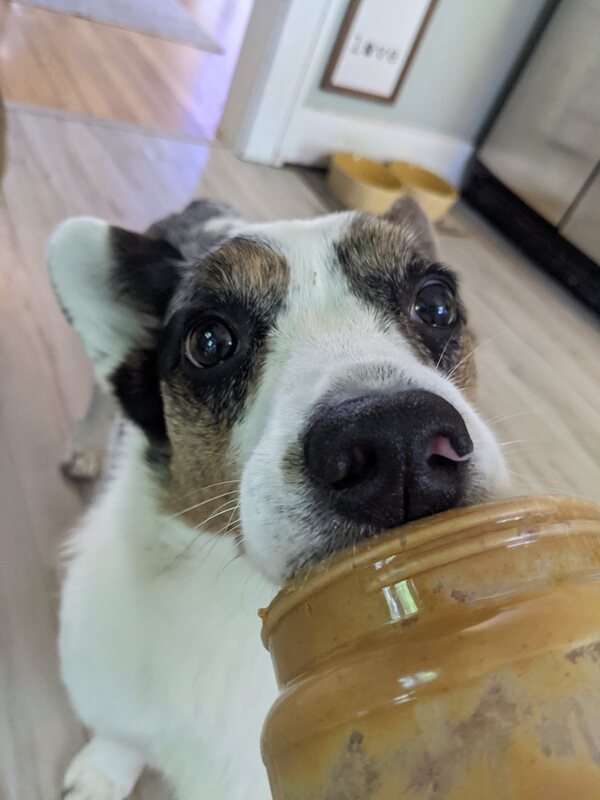 ziggy-1
