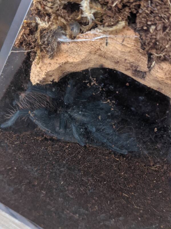 molt-after