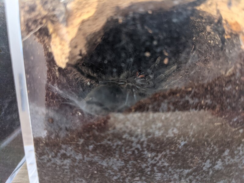 molt-before