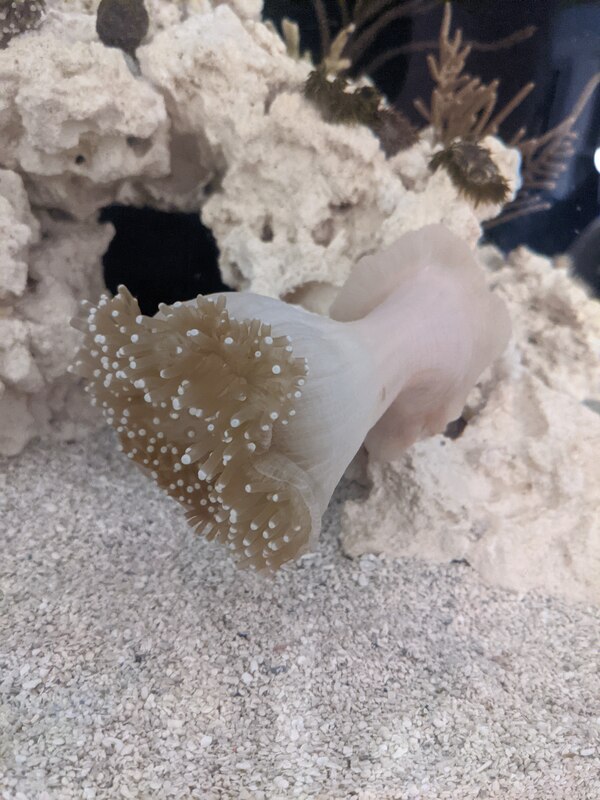 anemone