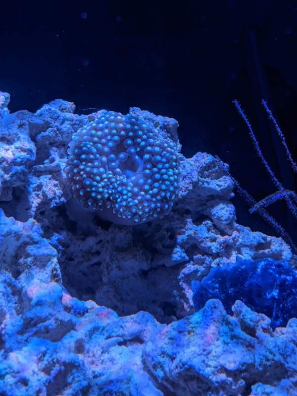 anenome