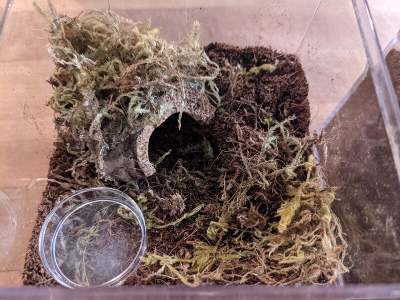mossy
