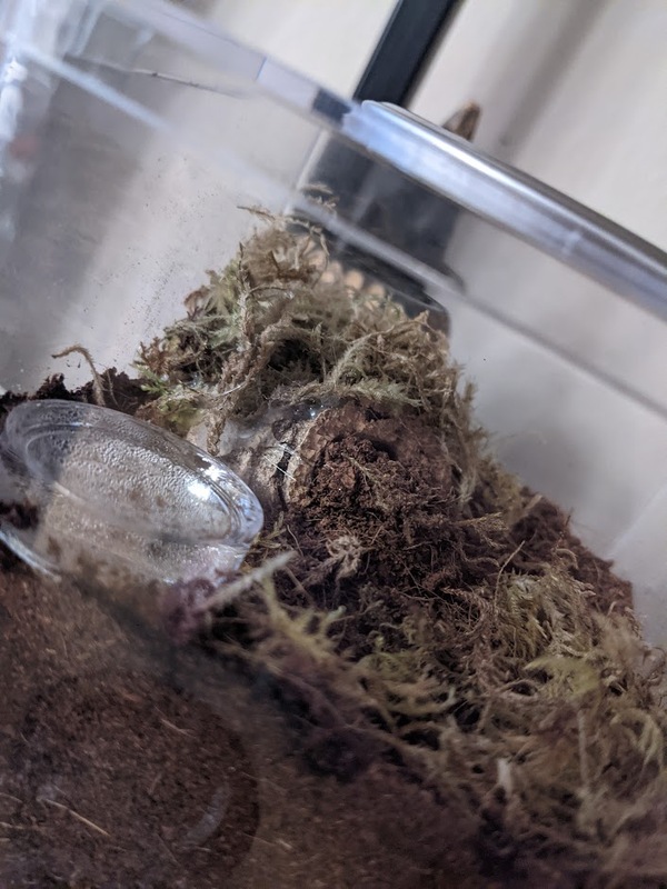 spiker-burrow