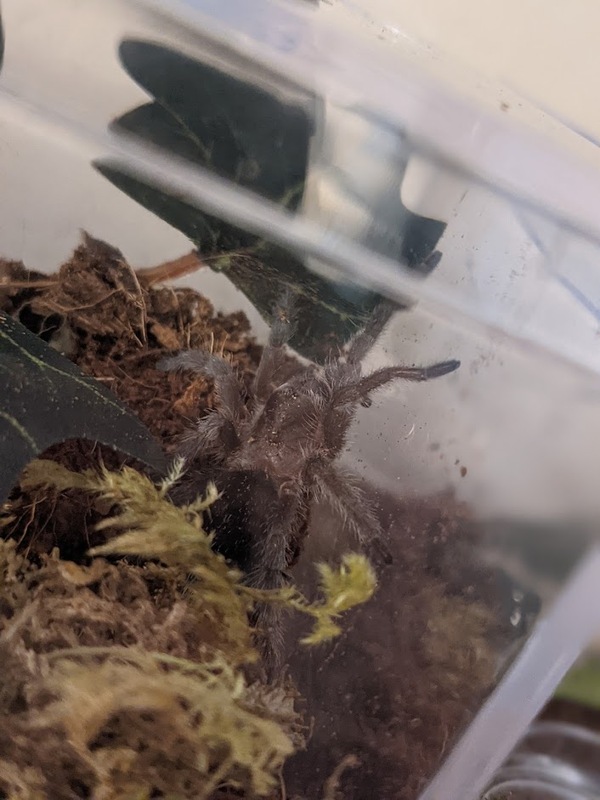 venom