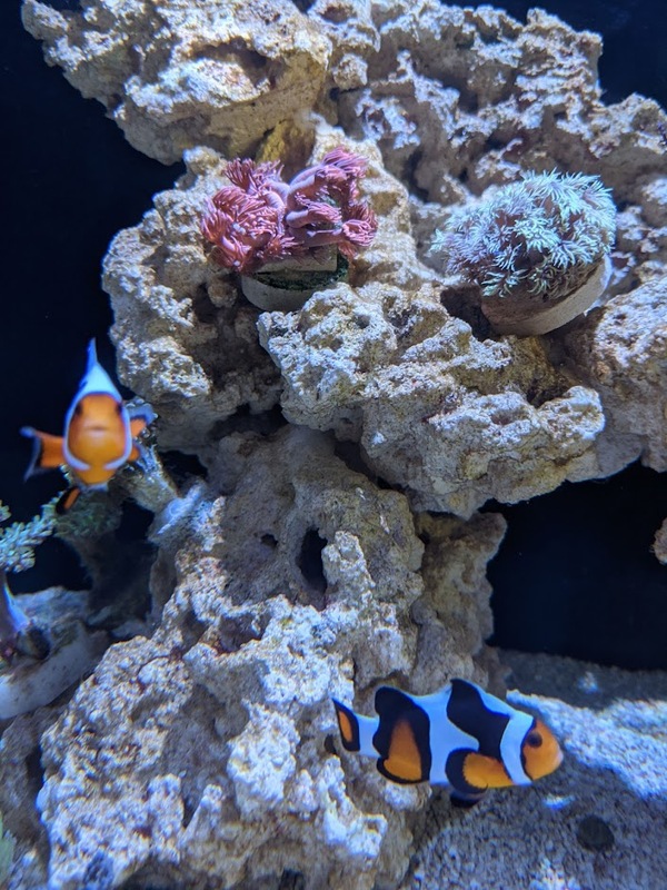 corals-2